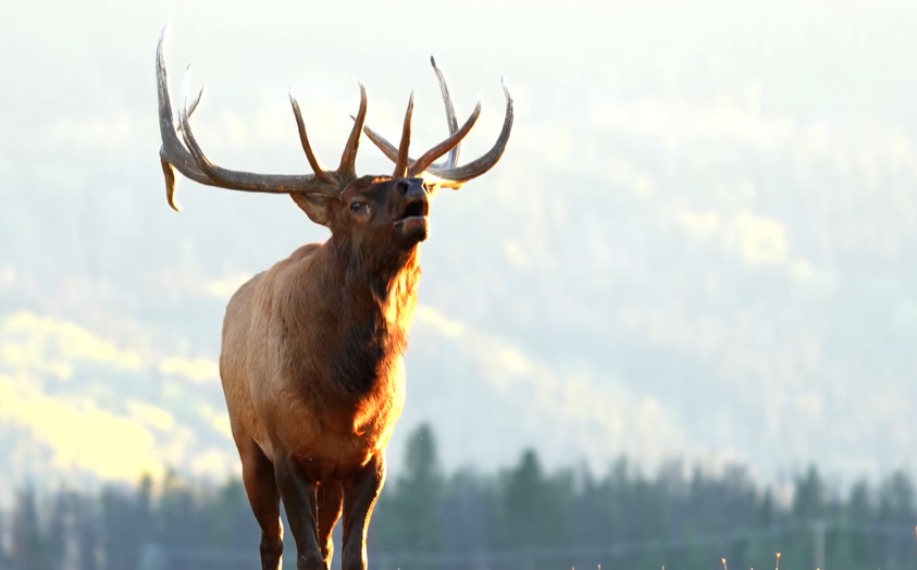 The Majestic Elk