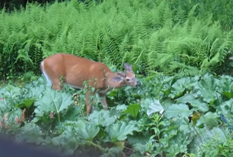 Rhubarb And Deer: A Natural Connection