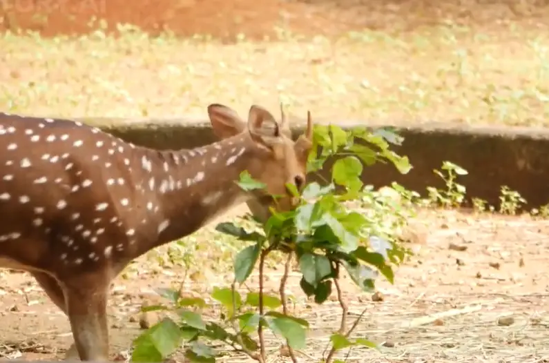 Are Deer Attracted To Fig Plants?