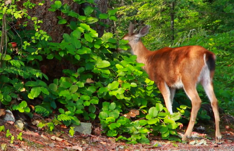 Do Deer Eat figs