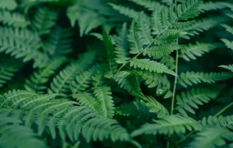 The Relationship Between Deer Feeding Habits And Ferns