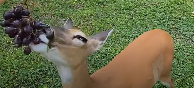 The Relationship Between Deer And Do Deer Eat Grapes?