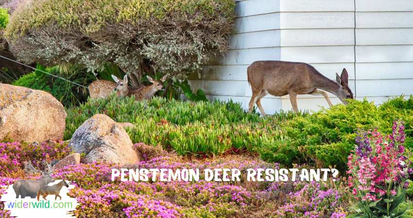 Penstemon Deer Resistant?