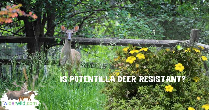 Is Potentilla Deer Resistant?