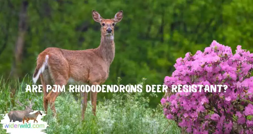 Are Pjm Rhododendrons Deer Resistant?