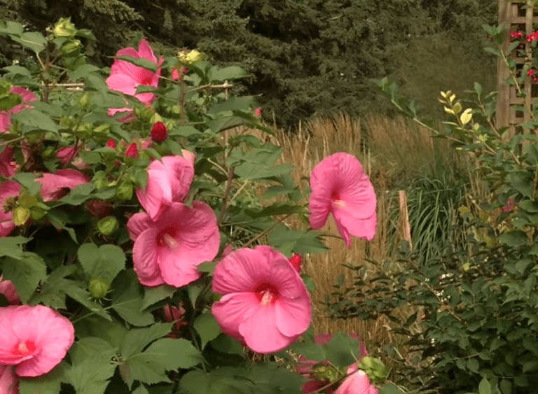 Do Deer Eat Hibiscus?