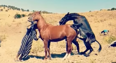 Donkeys Mate With Horses