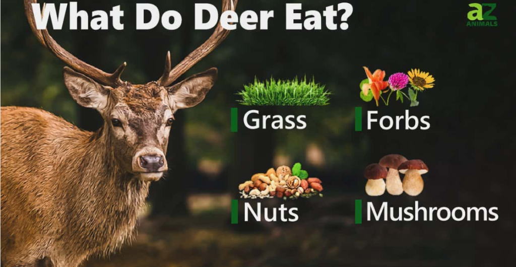 What Is the Primary Food of a Deer?