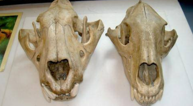 Lion Skull vs Bear Skull