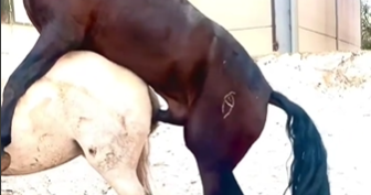 Donkey Mating with a Mare
