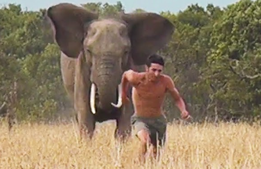 Can a human outrun an elephant?
