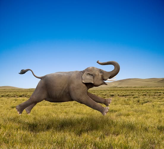 Elephant Running at Full Speed