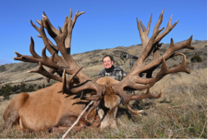 Stag Deer – Meaning, Symbolism, Antlers, and More - Explore the Best