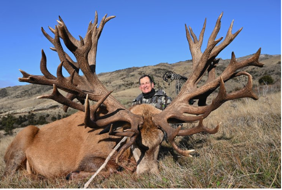 Stag Deer – Meaning, Symbolism, Antlers