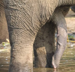 Elephant Dick
