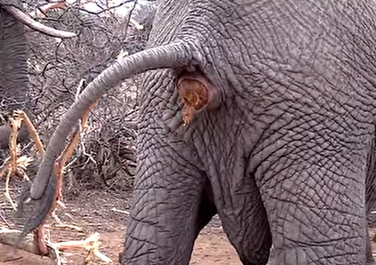 Elephant Poop