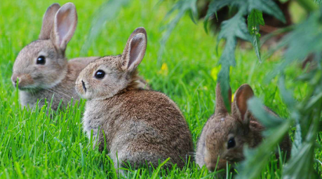 Does Blackbeard Grass Get Eaten by Deer and Rabbits?