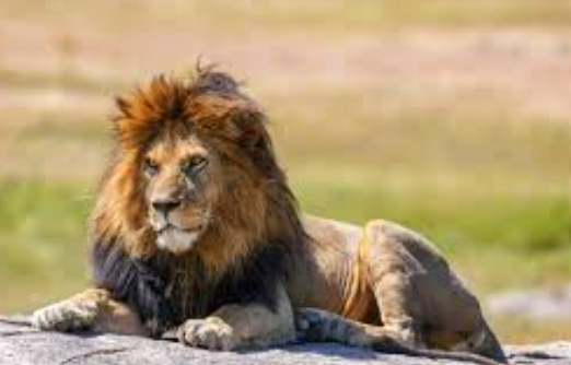 Male Lion Names